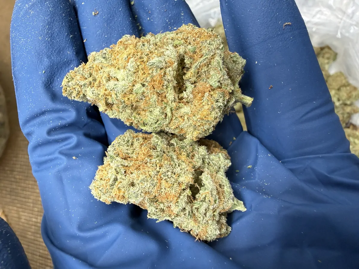 Super Silver Haze Flower